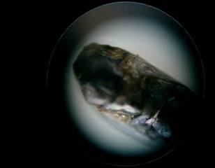 �������g��ʐ^A