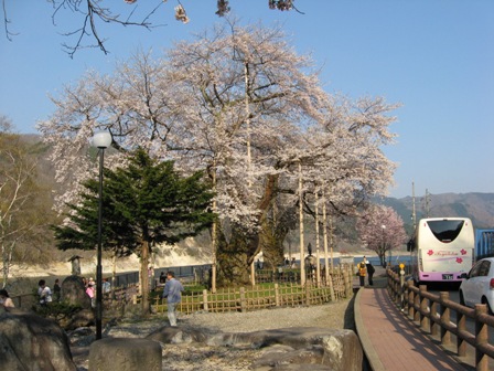 R156̑