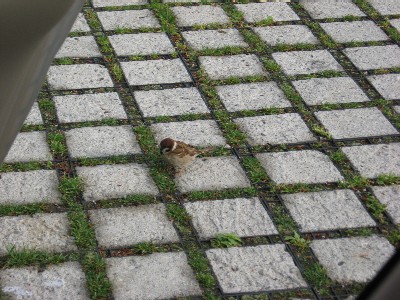 エサないなぁ