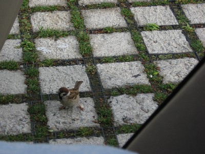 見かけない顔だな