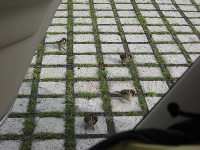 エサをおくれー