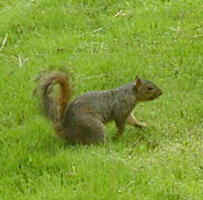 squirrel1.JPG (15594 oCg)