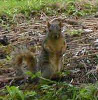 squirrel2.JPG (19834 oCg)