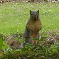 squirrel3.JPG (16767 oCg)