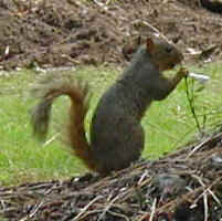 squirrel4.JPG (19208 oCg)