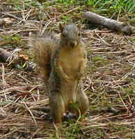 squirrel5.JPG (23887 oCg)
