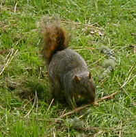 squirrel6.JPG (22255 oCg)