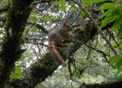 squirrel7.JPG (46408 oCg)