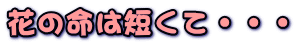 Ԃ̖͒ZāEEE