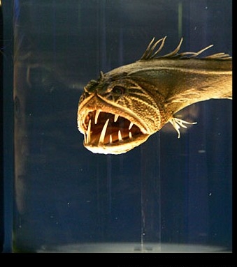 fangtooth fish