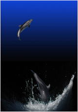 ジャンプ＆着推移