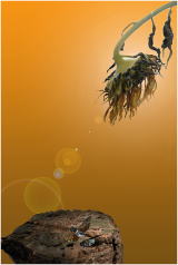 ４１℃の奈津１