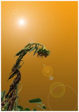 セピア色の貧困４